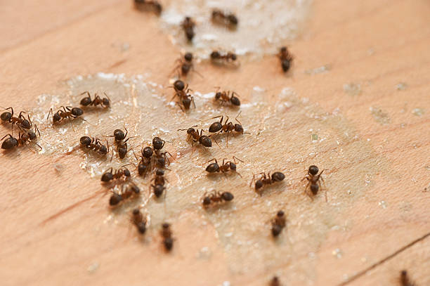 Best Emergency Pest Control  in Wautoma, WI